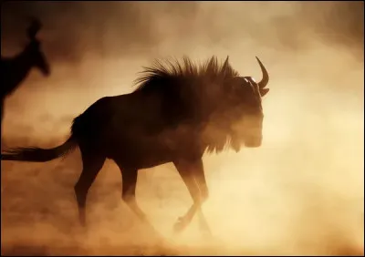 Un gnou peut courir jusqu'&agrave; :