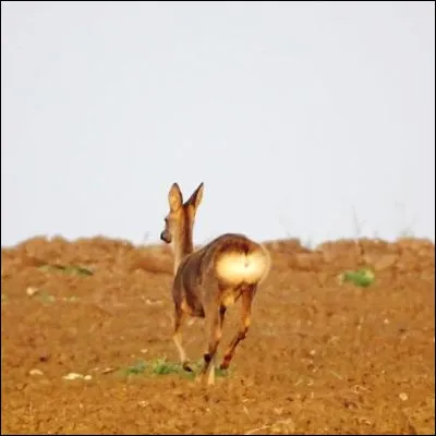 Quel insecte de la famille des hym&eacute;nopt&egrave;res est parfois surnomm&eacute; "cul blanc" ?