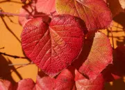 Quiz Une journ�e � c�l�brer ~ 12 janvier