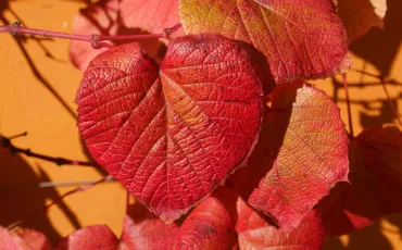 Quiz Culture g�n�rale