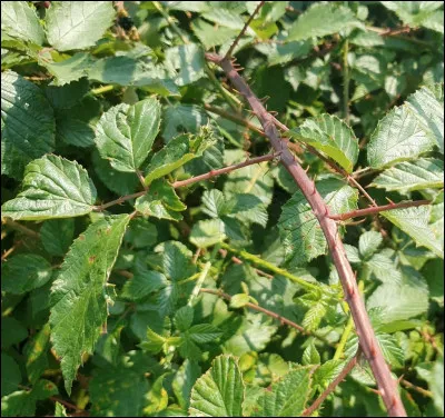 Poil d'&Eacute;cureuil tombe amoureuse de qui ? &Agrave; quel grade ?