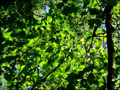Quels sont les noms des chatons d'&Eacute;toile de Ronce et de Poil d'&Eacute;cureuil ?
