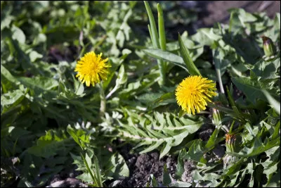 Quels sont les noms des chatons de Poil d'&Eacute;cureuil ? (2)