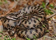 Quiz Quel est ce serpent ?