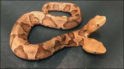 Quel est ce serpent ?