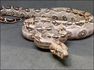 Quel est ce serpent ?