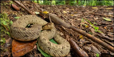 Quel est ce serpent ?