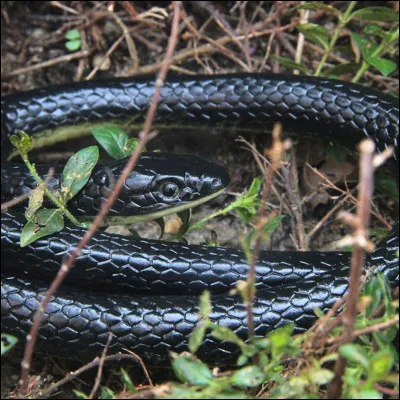 Quel est ce serpent ?