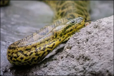 Quel est ce serpent ?