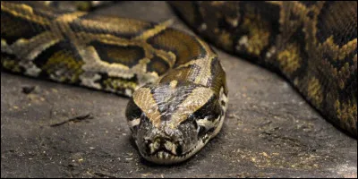 Quel est ce serpent ?