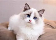 Quiz Connais-tu bien les races de chats ?