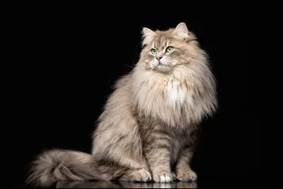 J'ai de tr&egrave;s longs poils, mais qui suis-je ?