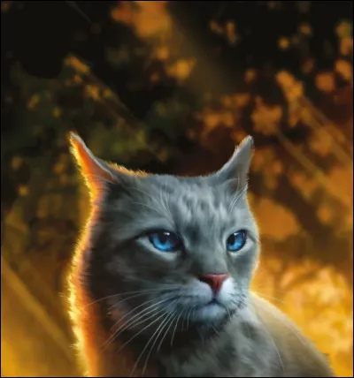 Qui est ce beau chat ?