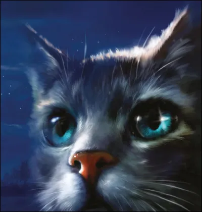 Mais qui est cette magnifique chatte ?