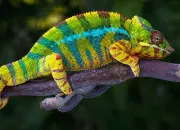 Quiz Questions en bloc ! (2)