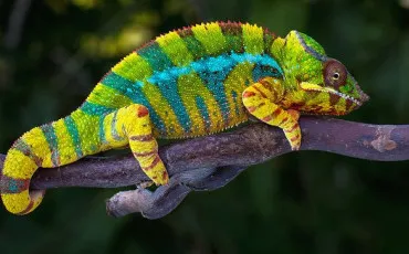 Quiz Culture g�n�rale