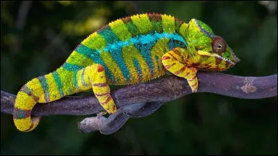 Le cam&eacute;l&eacute;on est un...