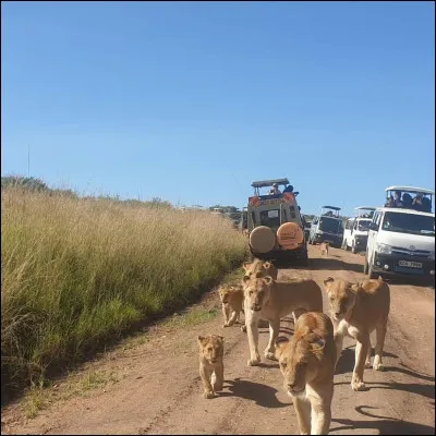 Ils sont positionn&eacute;s au travers de* la piste et barrent le passage !