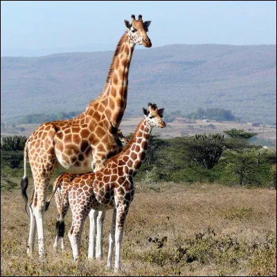 Sa capitale est Dodoma et l'embl&egrave;me la girafe.