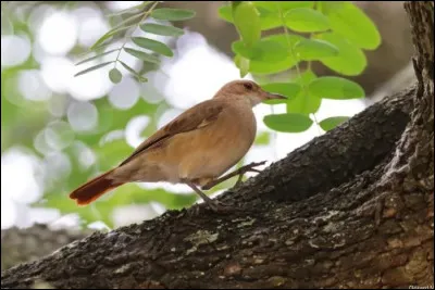 Le fournier est l'embl&egrave;me de l'Argentine.