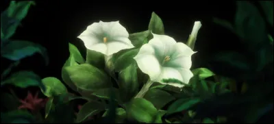 &Agrave; la mort de Suilei, le m&eacute;decin dit qu'elle s'est empoisonn&eacute;e au...