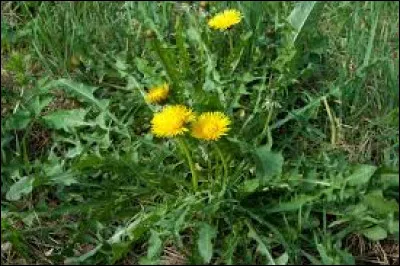 Quel est l'autre nom du pissenlit ?