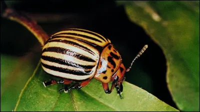Cet insecte devrait vous mener vers la bonne r&eacute;ponse !