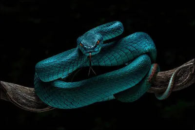 Elle a &eacute;crit : Motus Operandi. La secte du serpent !