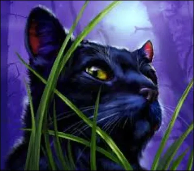 Quel est son nom de chaton ?