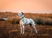 Quiz Le dalmatien