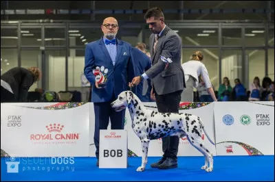 Quand a &eacute;t&eacute; cr&eacute;&eacute;e la race ?