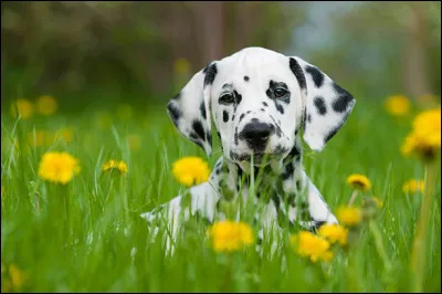 Les chiots dalmatiens naissent blancs.