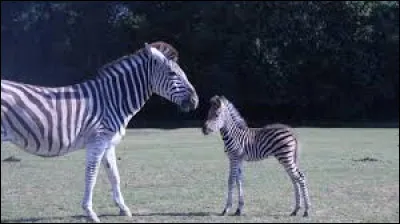 Comment appelle-t-on le petit du z&egrave;bre ?