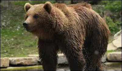 L'ours a une &eacute;paisse ...