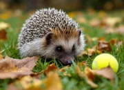 Quiz Connaissez-vous bien le h�risson ?