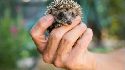 Comment appelle-t-on le petit du h&eacute;risson ?