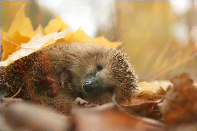Est-ce que le h&eacute;risson hiberne ou hiverne ?