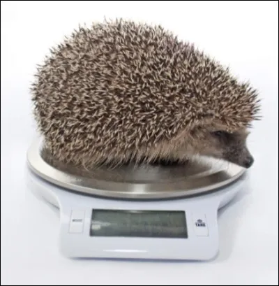 Quel poids p&egrave;se le h&eacute;risson britannique &agrave; l�approche de l�hiver ?