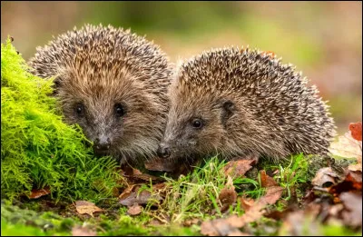 Combien de temps dure la gestation du h&eacute;risson commun ?