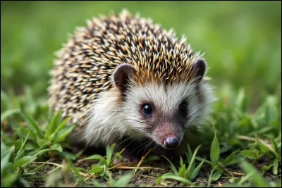 En g&eacute;n&eacute;ral, combien de port&eacute;es un h&eacute;risson a-t-il par an ?