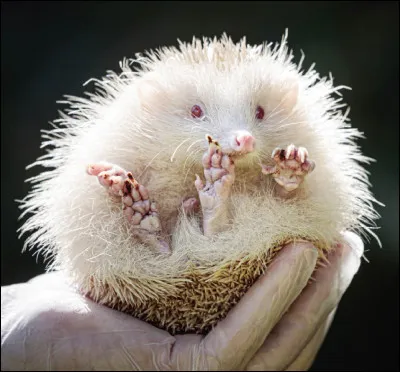 Quel est son sens le plus d&eacute;velopp&eacute; ?