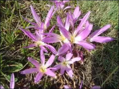 O&ugrave; pousse la fleur appel&eacute;e "Colchique", d'apr&egrave;s une chanson tr&egrave;s connue ?