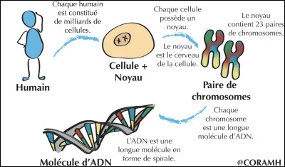 Les chromosomes sont les supports de l'...