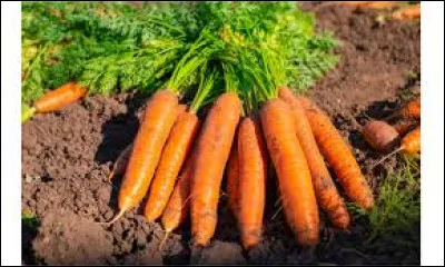 On dit que la ... est un l&eacute;gume aux multiples vertus