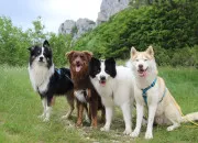 Quiz Trouvez le chien crois�