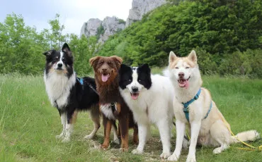 Quiz Races de chiens