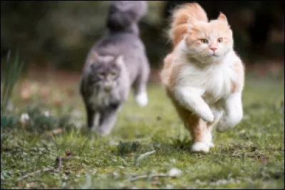 Comment s�appellent les protagonistes du cycle 6 ?