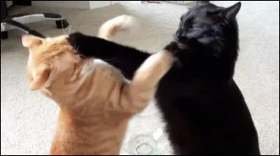 Que se passe-t-il de marquant dans le cycle 6 ?