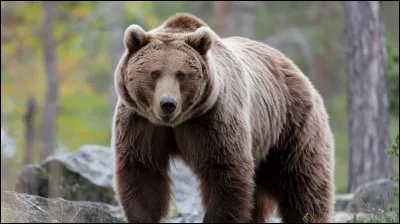 Dans l�univers des animaux, quel est cet ours ?