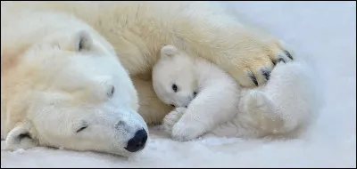 Encore dans l�univers des animaux, quel est cet ours ?